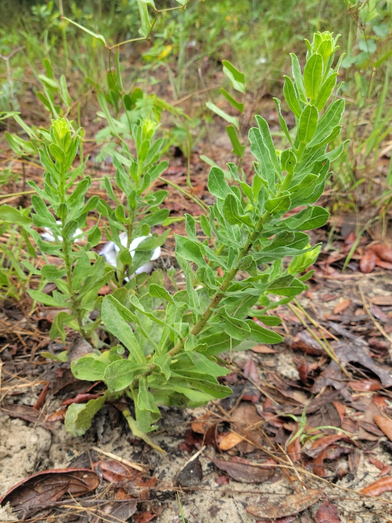 Chrysopsis latisquamea