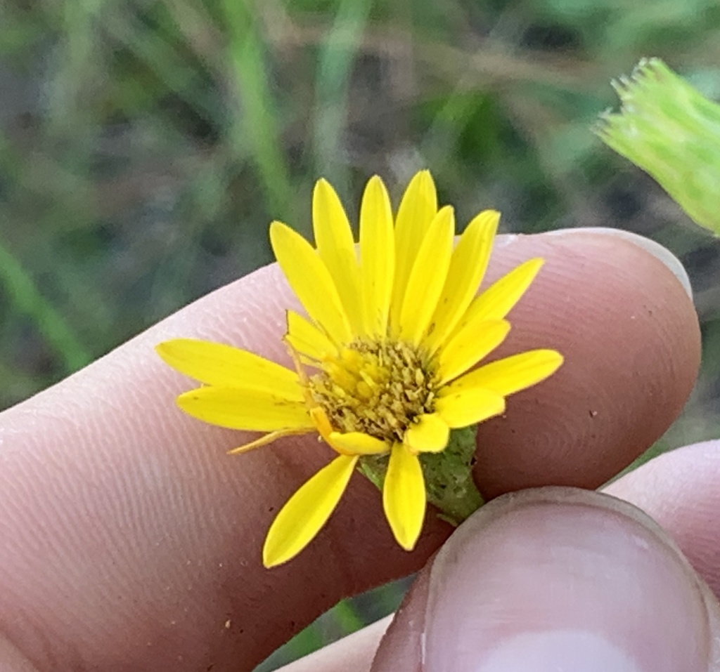 Chrysopsis linearifolia subsp. dressii