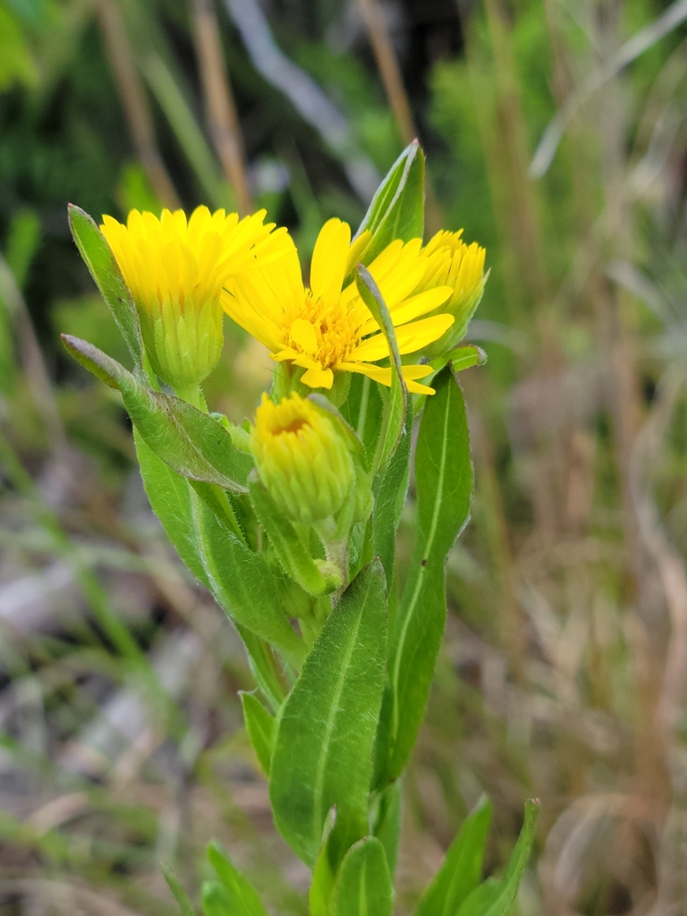 Chrysopsis mariana
