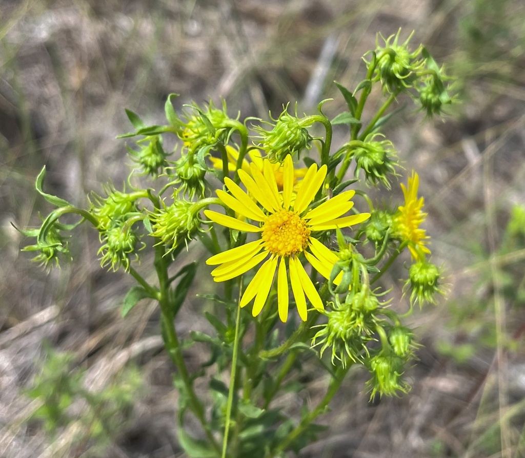 Chrysopsis subulata