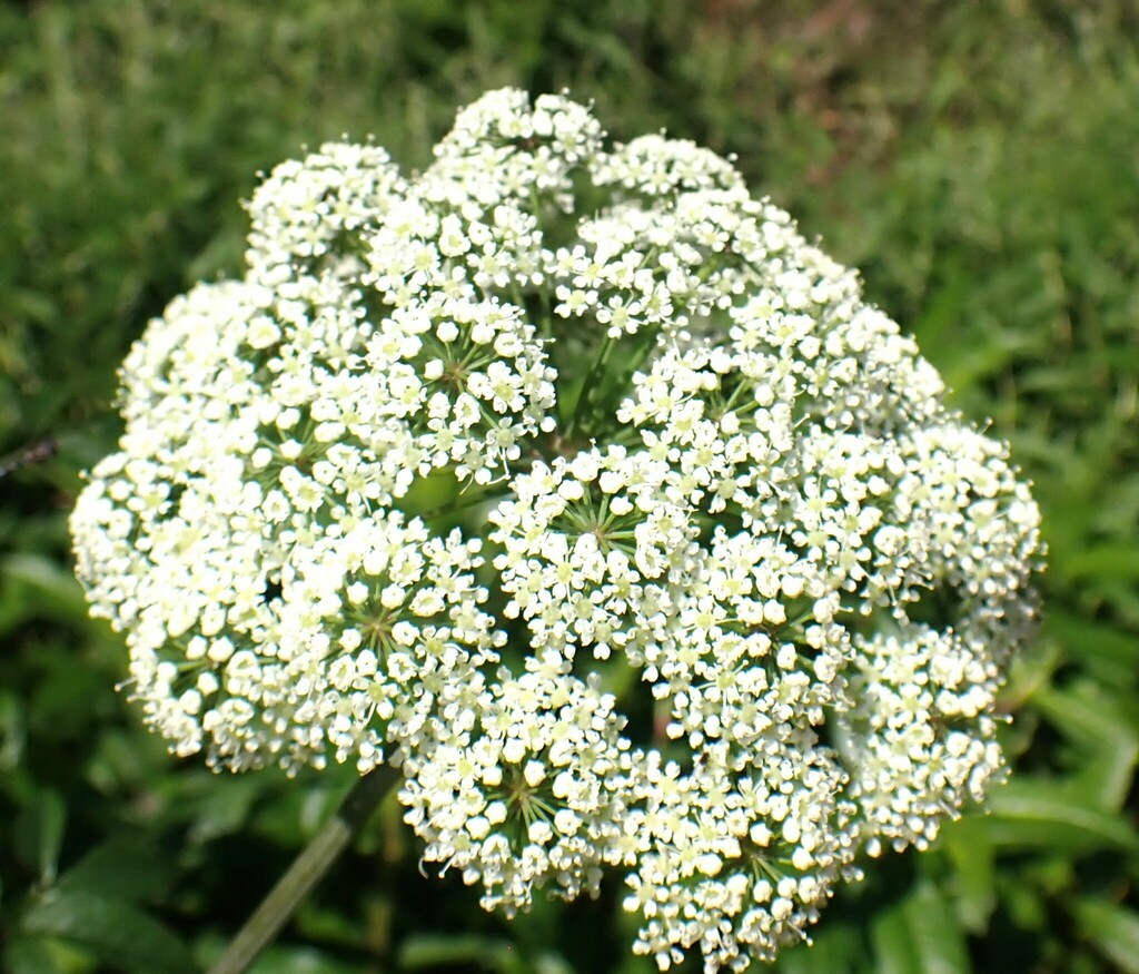 Cicuta maculata