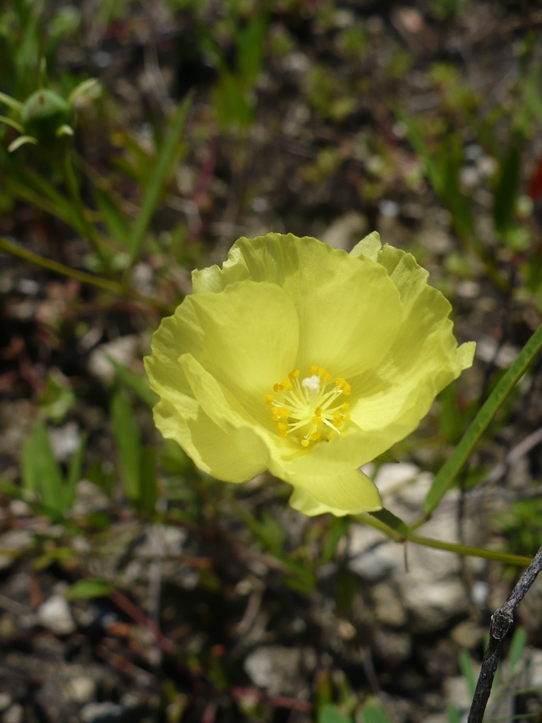Cienfuegosia yucatanensis