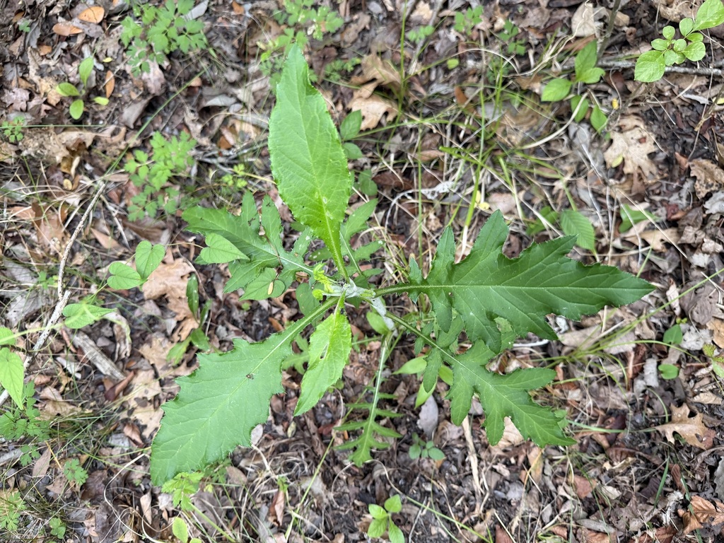 Cirsium altissimum