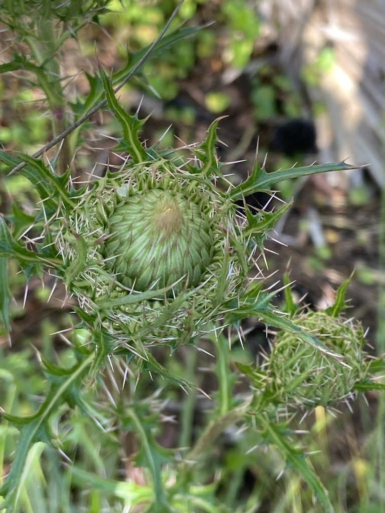 Cirsium horridulum