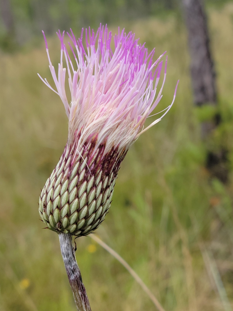 Cirsium lecontei