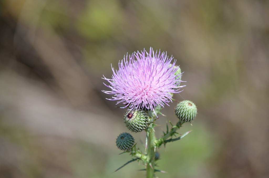Cirsium nuttallii