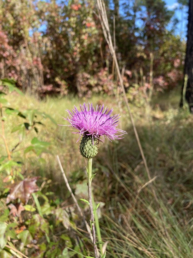 Cirsium virginianum