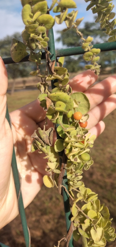 Cissampelos pareira
