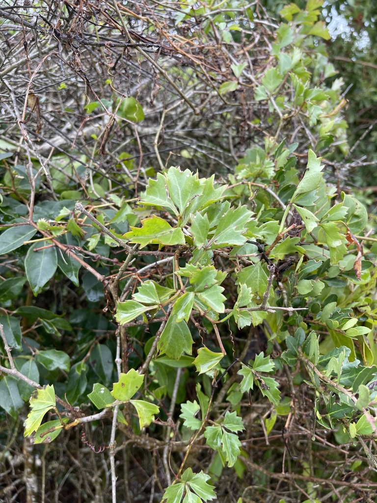 Cissus trifoliata