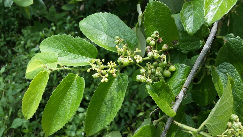 Cissus verticillata