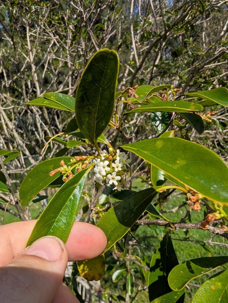 Citharexylum spinosum