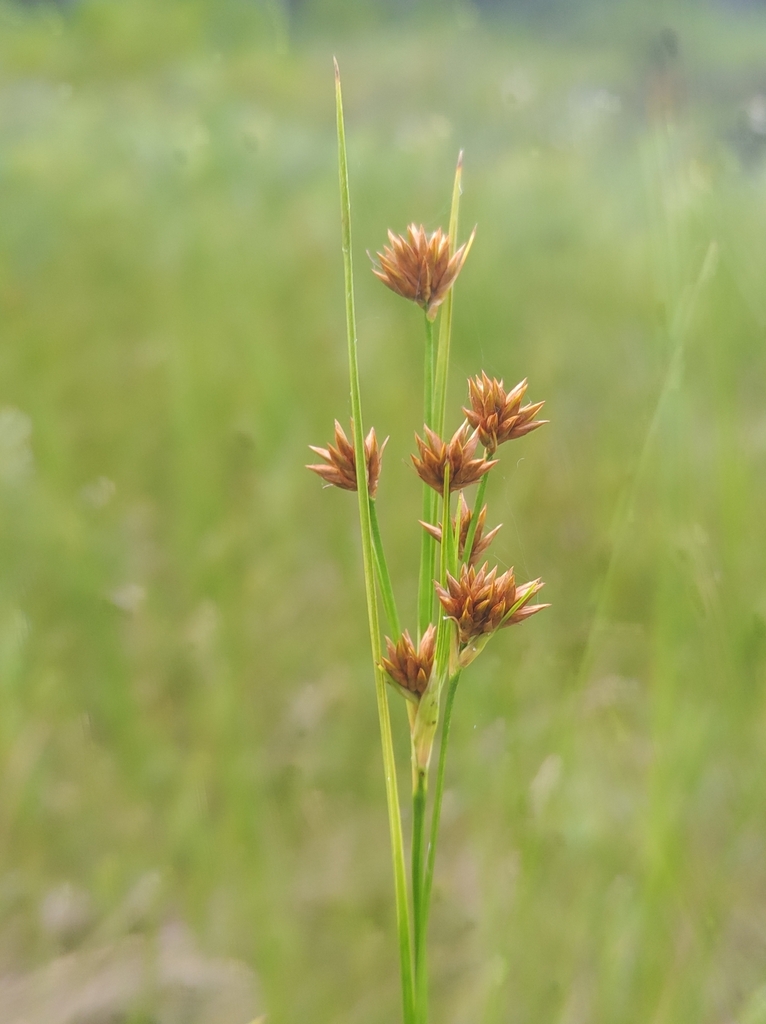 Cladium mariscoides