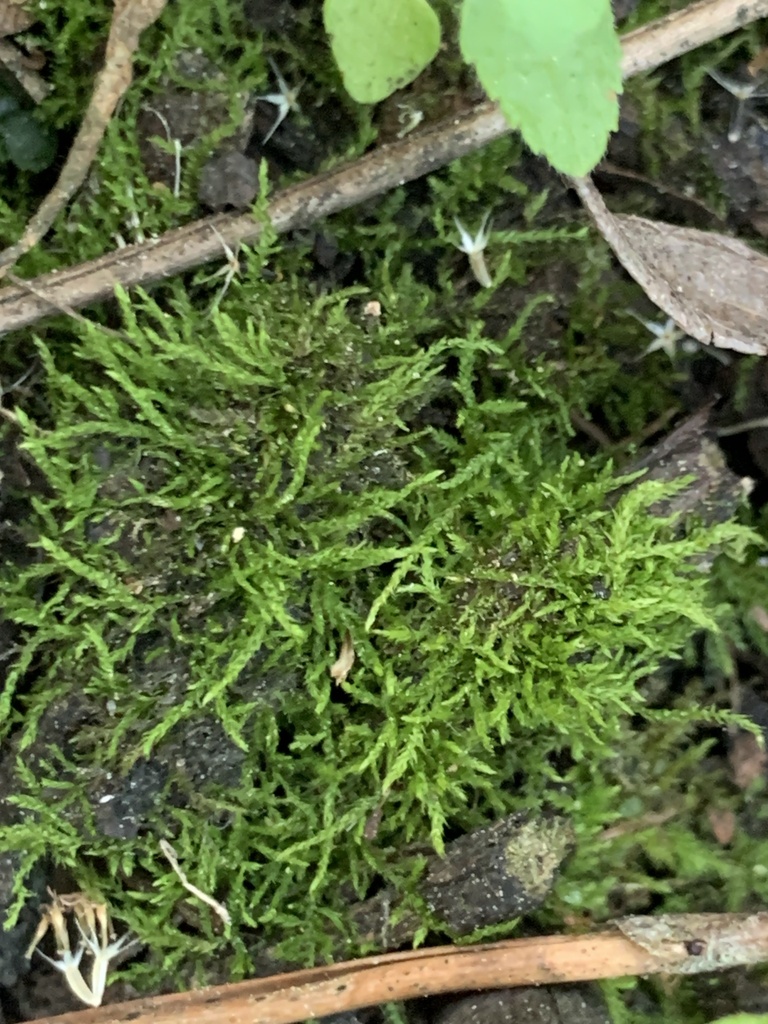 Clasmatodon parvulus
