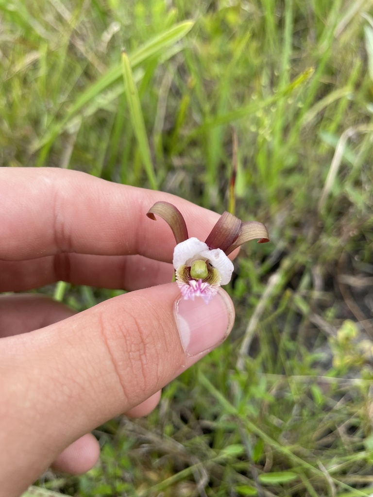 Cleistesiopsis divaricata