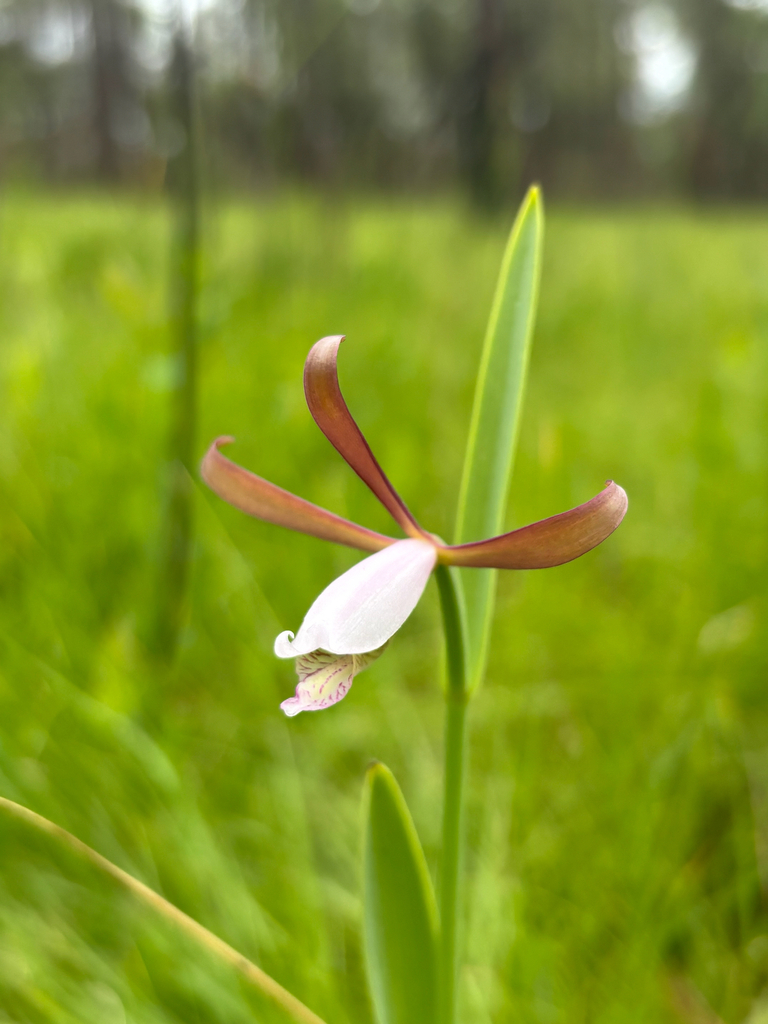 Cleistesiopsis oricamporum