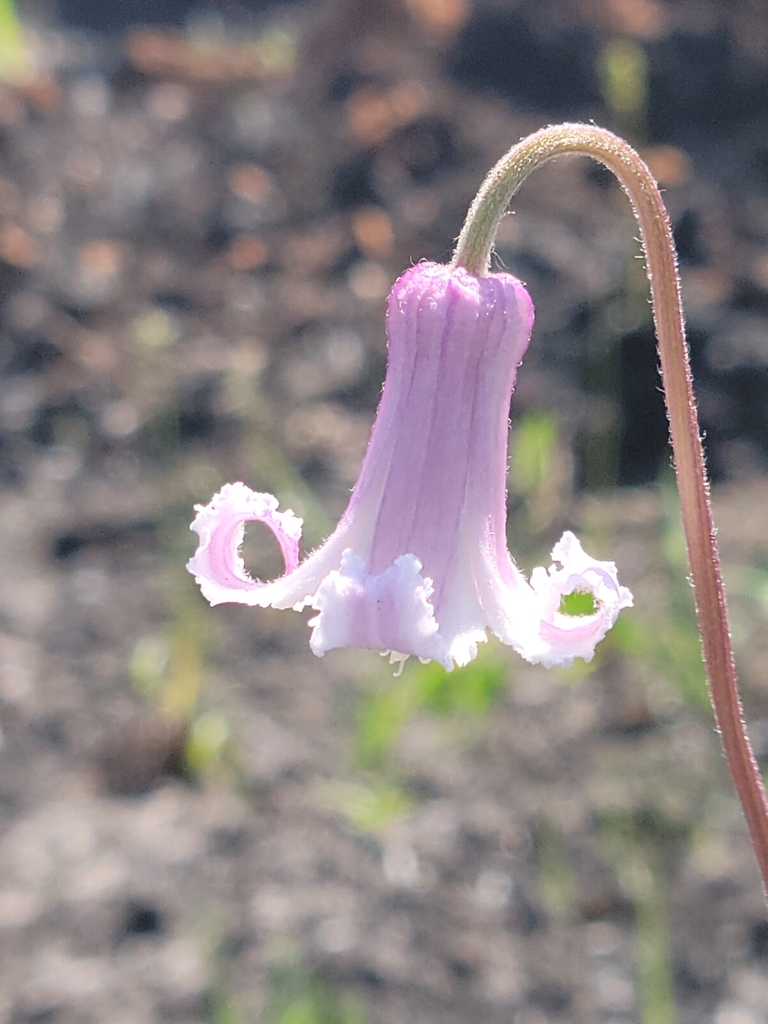 Clematis baldwinii