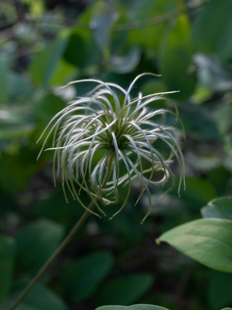 Clematis reticulata