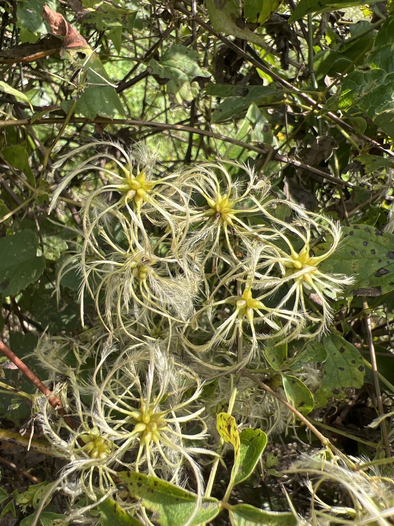 Clematis virginiana