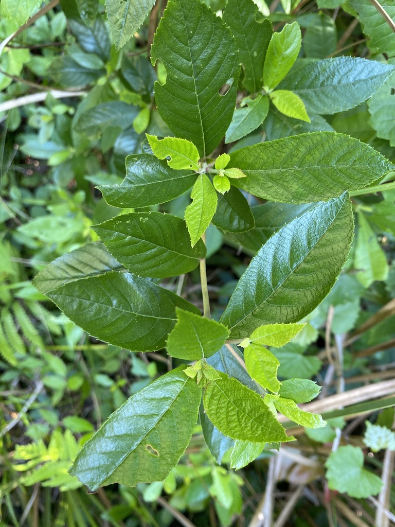 Clethra alnifolia