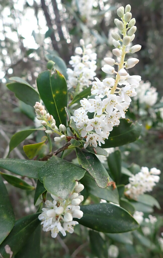 Cliftonia monophylla