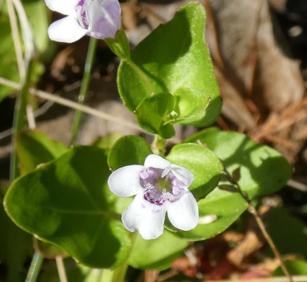 Clinopodium brownei