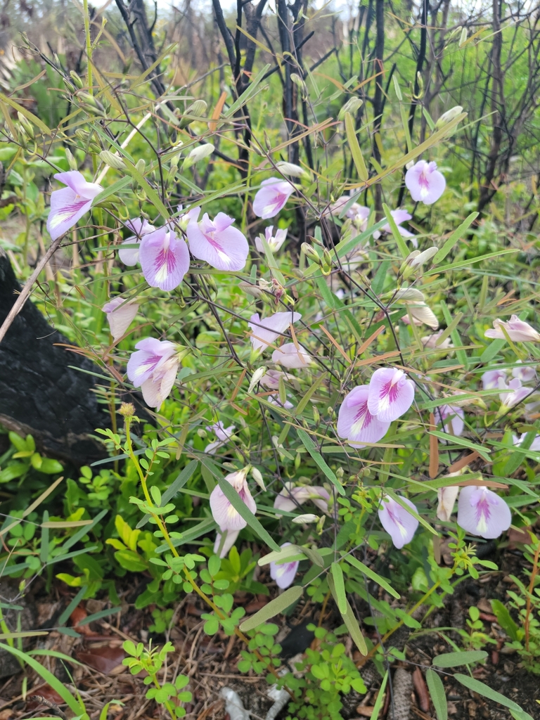 Clitoria fragrans
