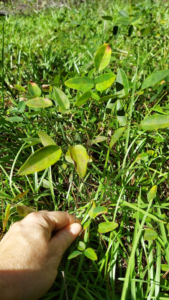 Clitoria mariana