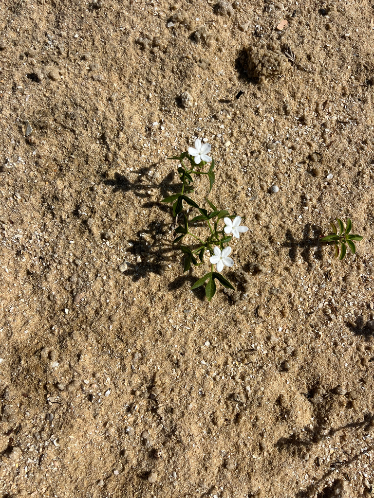 Cnidoscolus stimulosus
