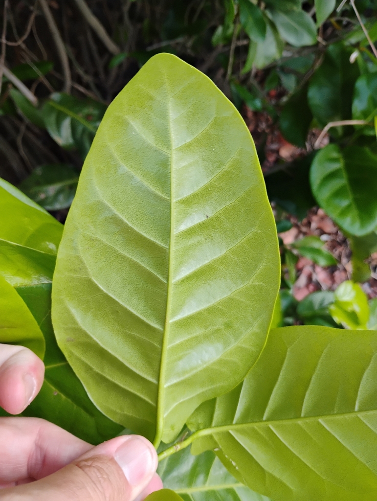 Coccoloba diversifolia