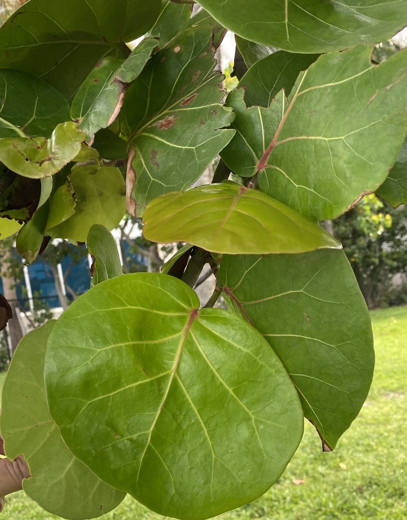 Coccoloba uvifera