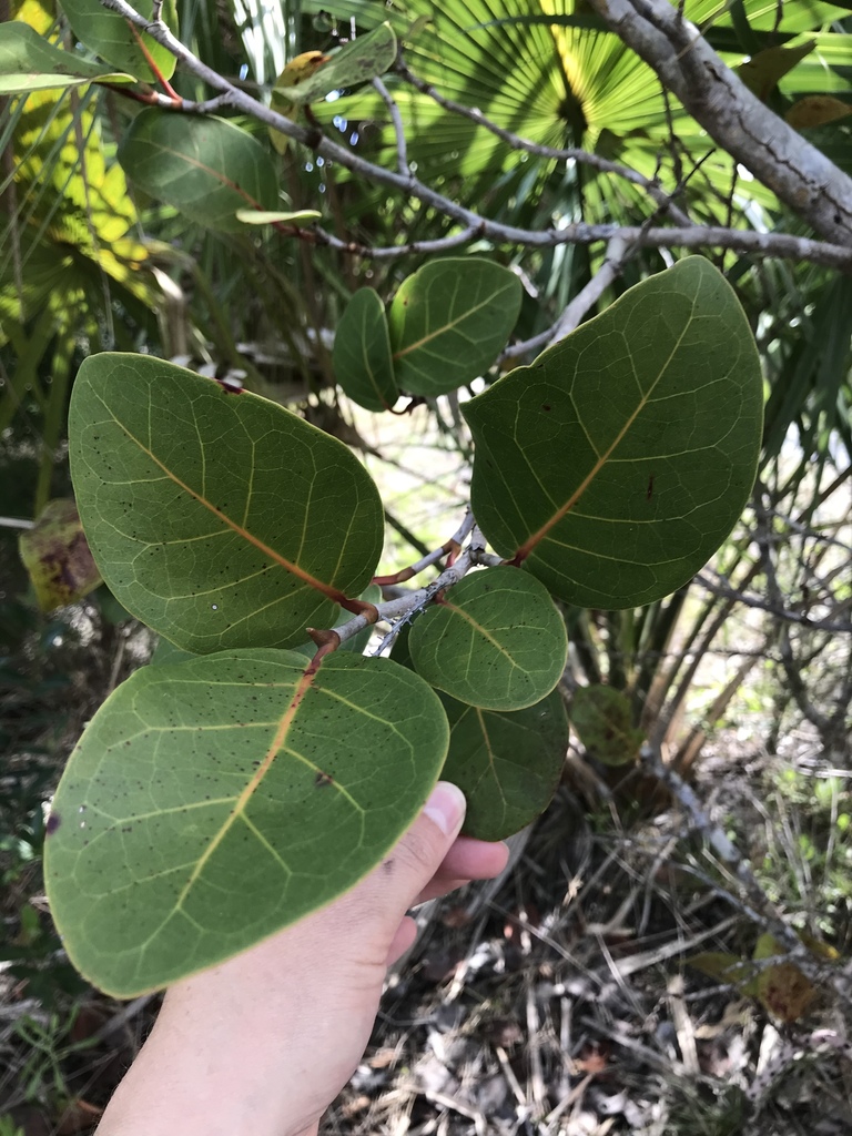 Coccoloba x hybrida