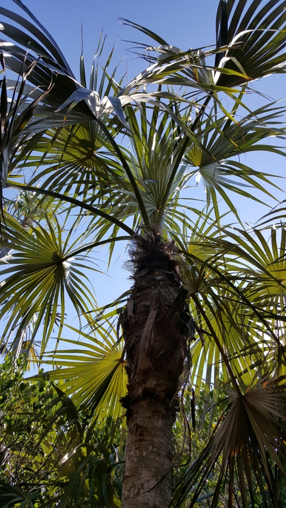 Coccothrinax argentata