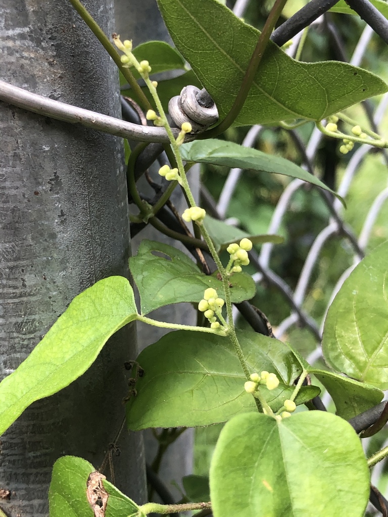 Cocculus carolinus