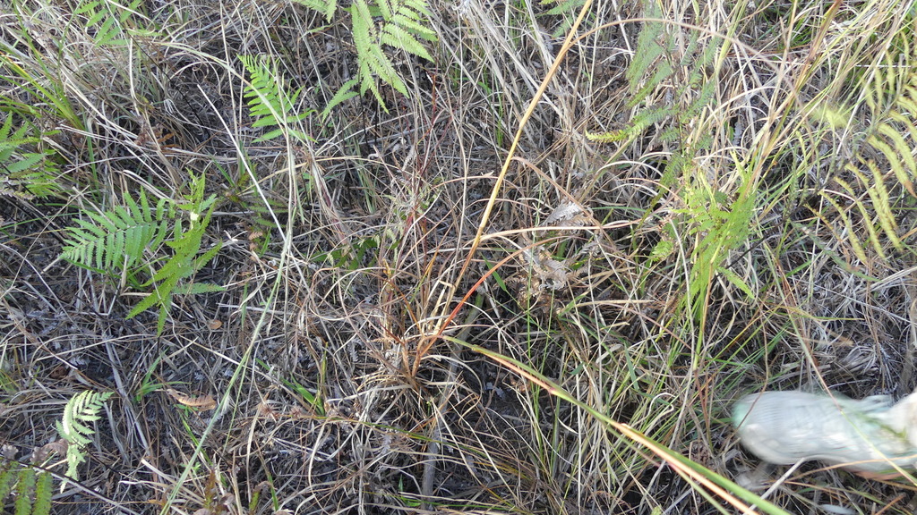 Coelorachis tuberculosa