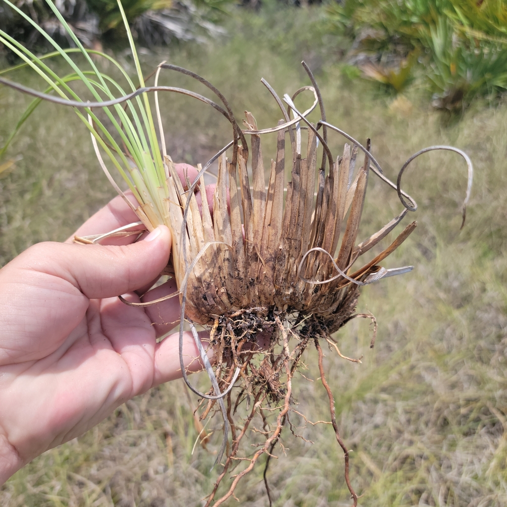 Coleataenia abscissa