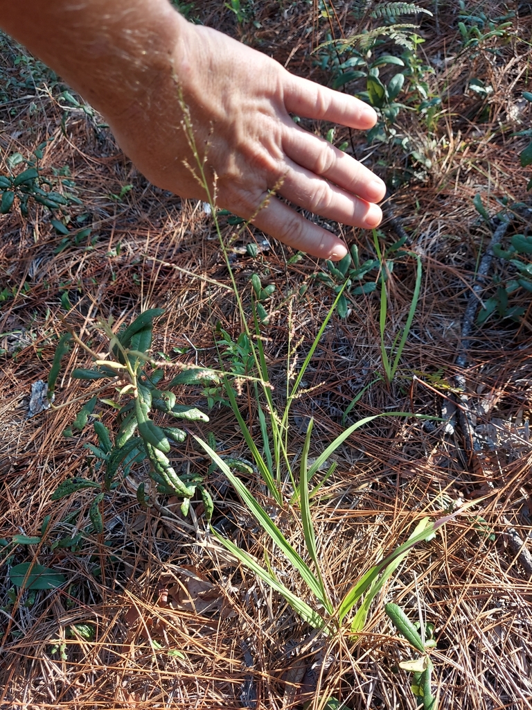 Coleataenia anceps
