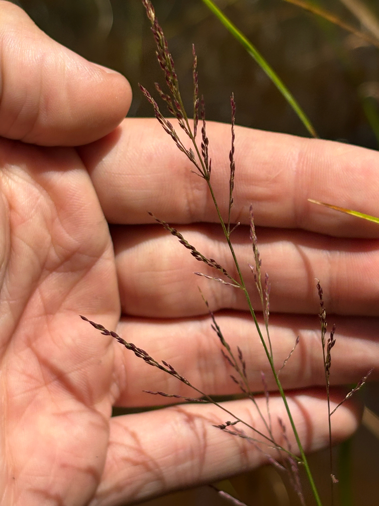 Coleataenia longifolia