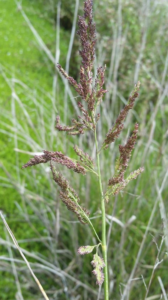 Coleataenia rigidula
