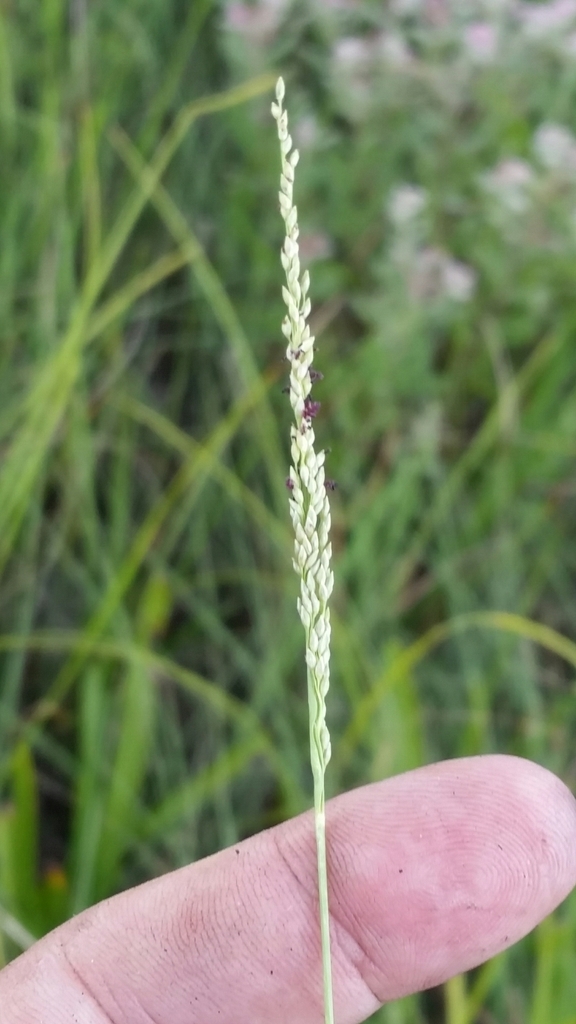 Coleataenia tenera