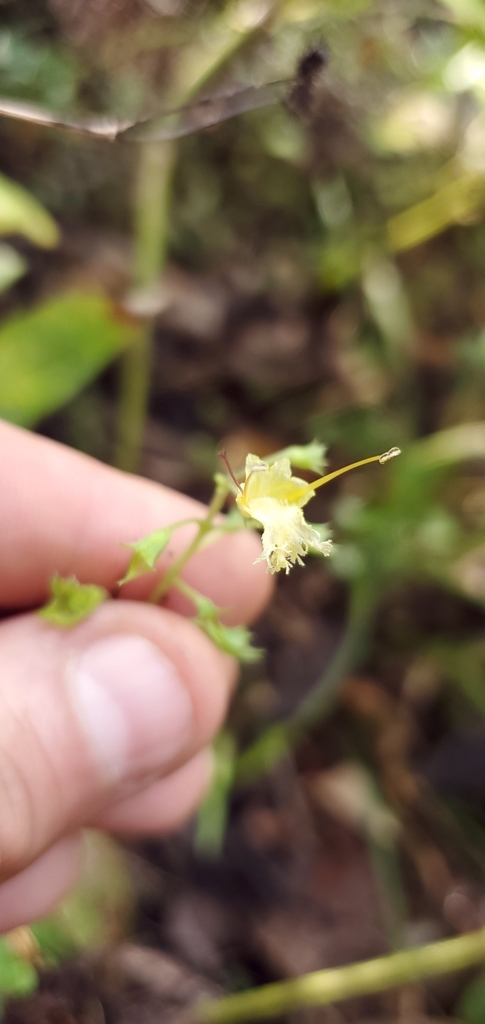 Collinsonia canadensis