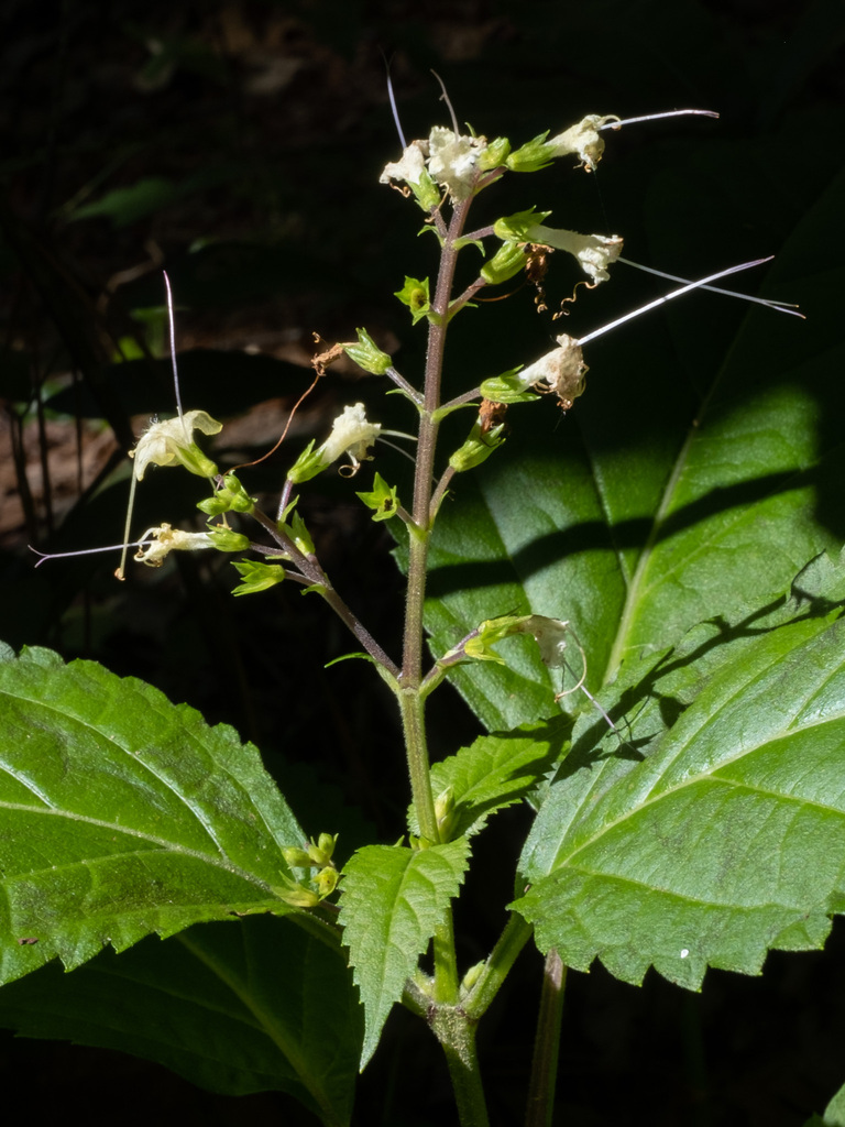 Collinsonia serotina