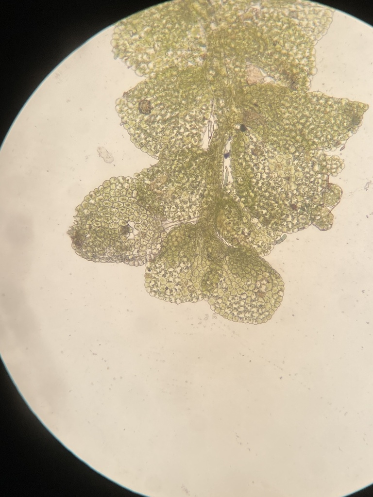 Cololejeunea minutissima subsp. minutissima