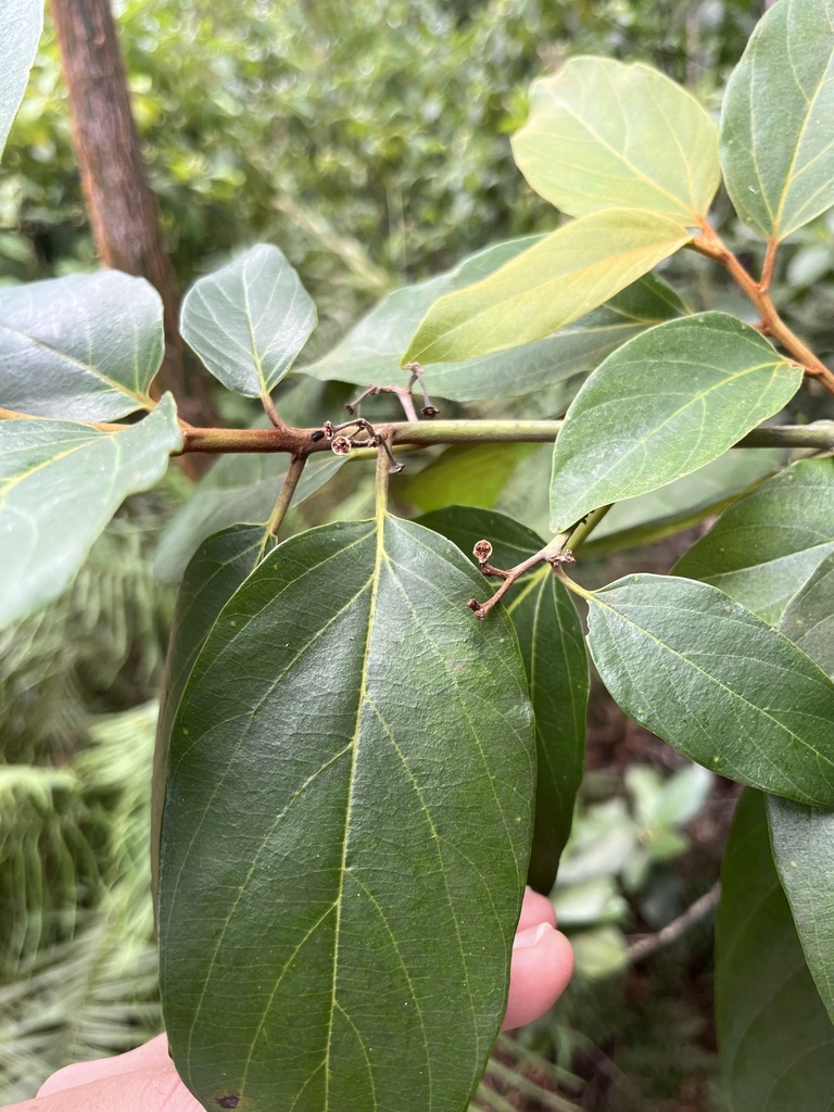 Colubrina arborescens