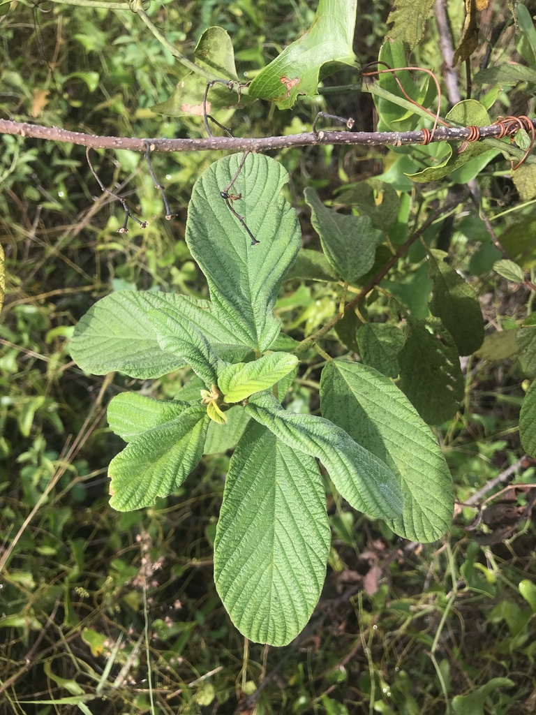 Colubrina cubensis var. floridana