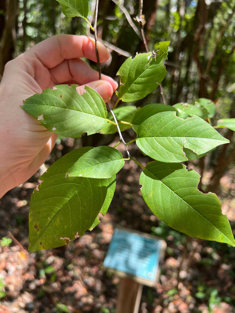 Colubrina elliptica