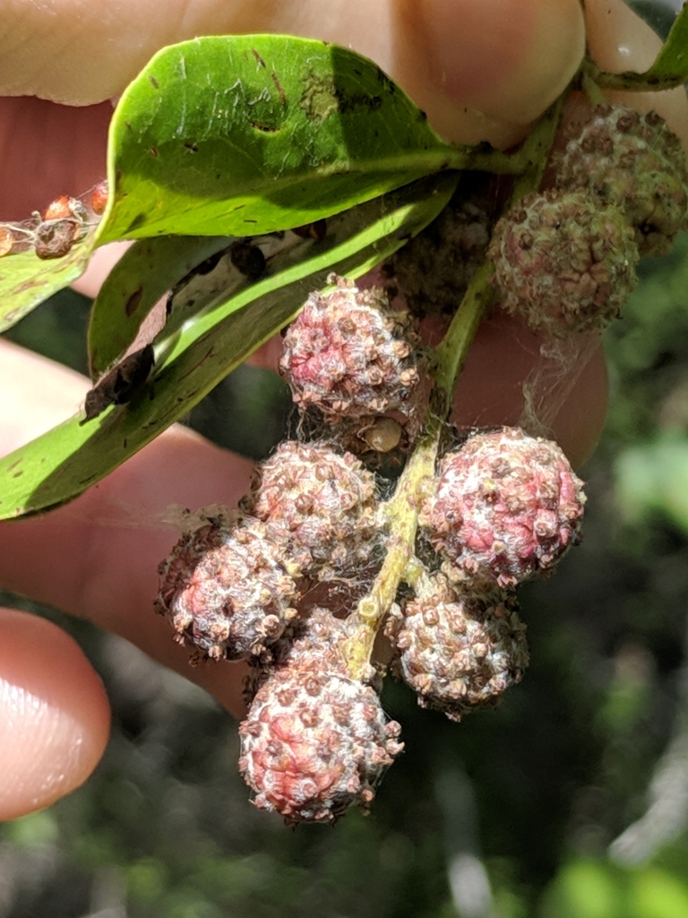 Conocarpus erectus