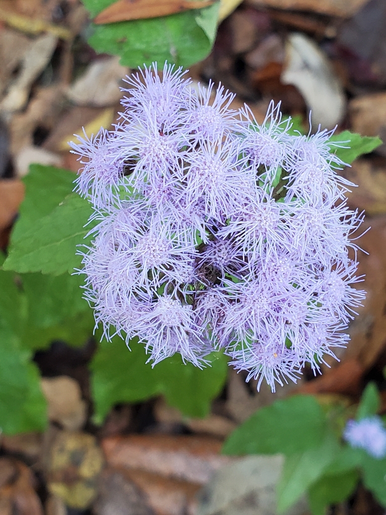 Conoclinium coelestinum
