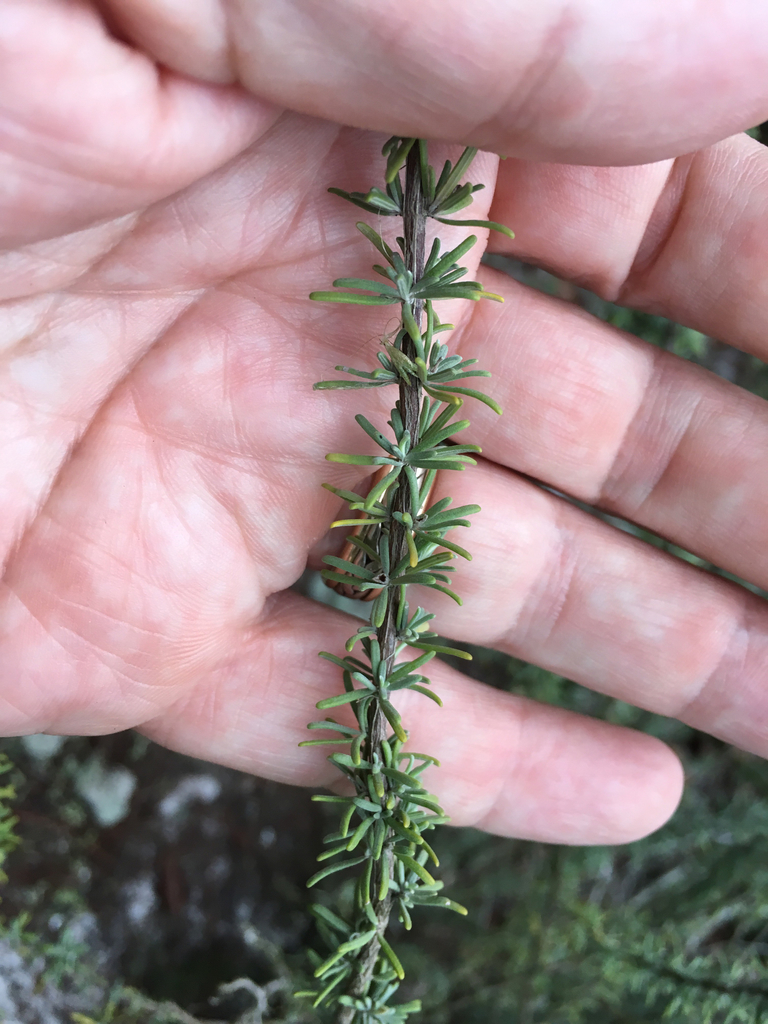 Conradina brevifolia