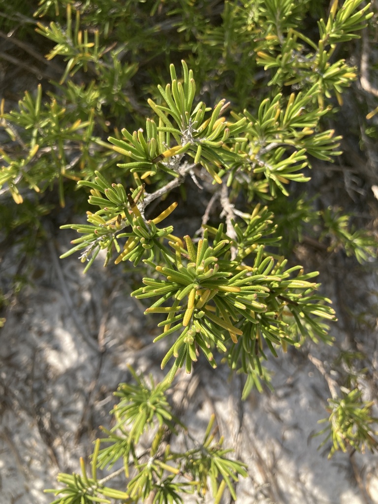 Conradina canescens