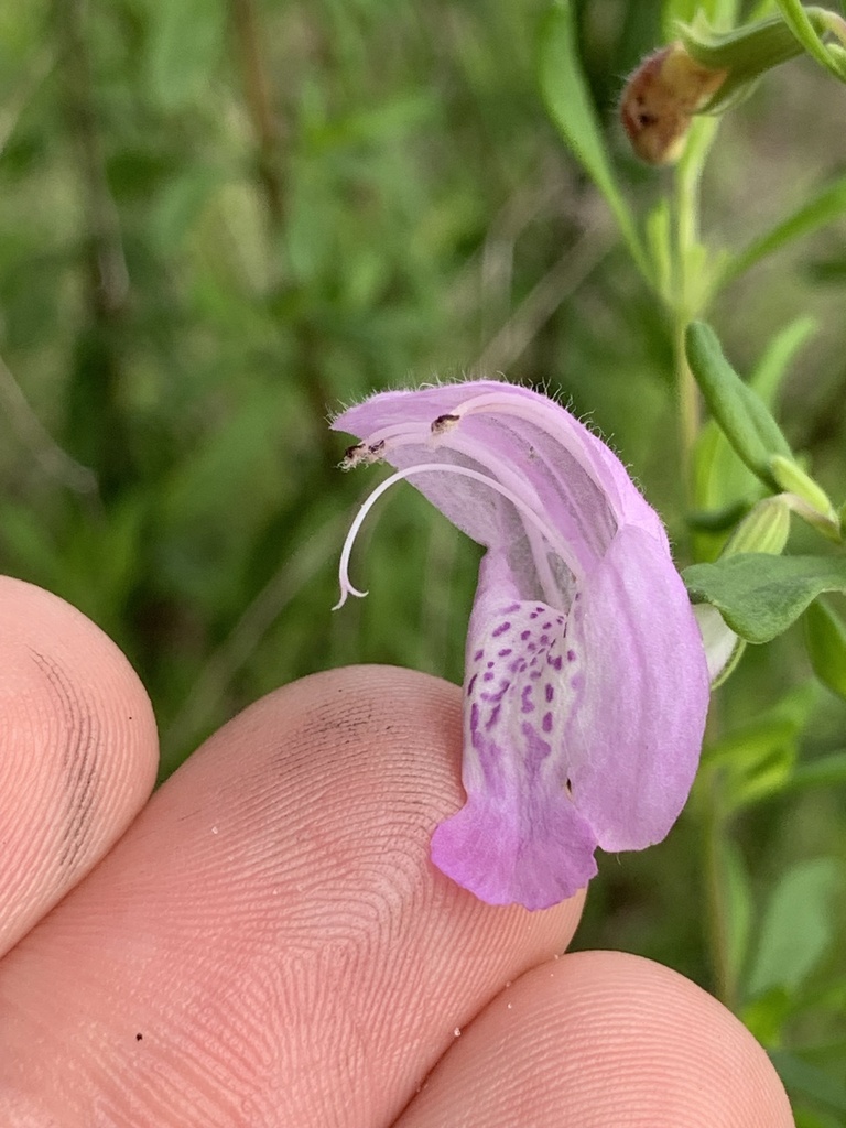 Conradina cygniflora